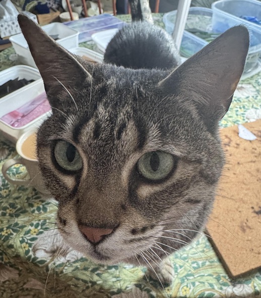 Sass the cat, Quality Control head at Nafféeries de Verre